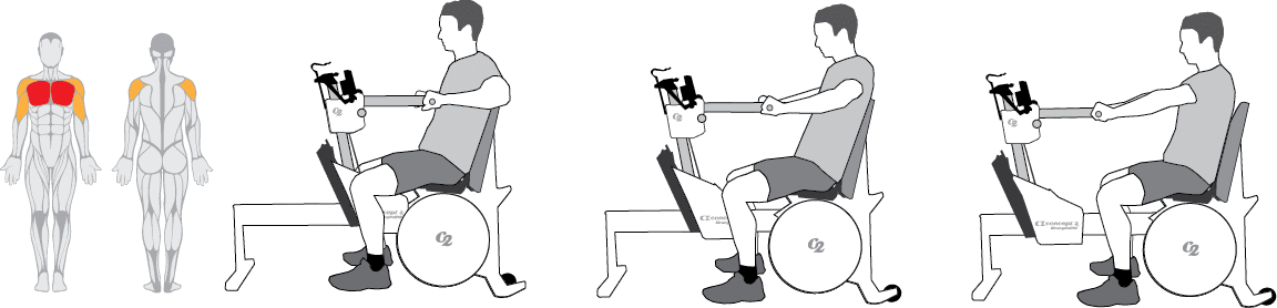 Muscles used during the chest press